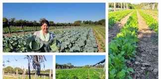 El Modelo Productivo Formoseño florece en nuestra amada Laguna Naineck El Modelo Productivo Formoseño florece en nuestra amada Laguna Naineck